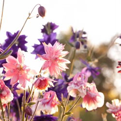Teltvirágú harangláb - Aquilegia vulgaris - Lenyűgöző virágok, tökéletes csokrokhoz - Friss vetőmagok