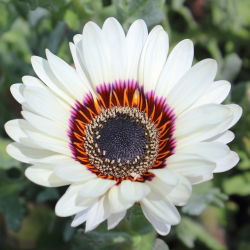Kap-Gänseblümchen, Monarch der Veldt-Mischsamen - Venidium fastuosum - 130 Samen - 