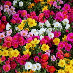 Moss Rose blandede frø - Portulaca grandiflora - 4500 frø - Portulaca L.