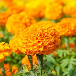 Marigold Deep Orange semena - Tagetes erecta - 300 semen
