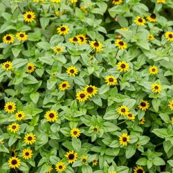 Merayap biji Zinnia - Sanvitalia procumbens - 570 biji