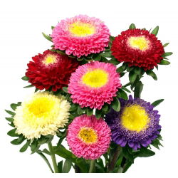 Hạt hỗn hợp Aster Pompon Trung Quốc - Callistephus chinensis - 500 hạt