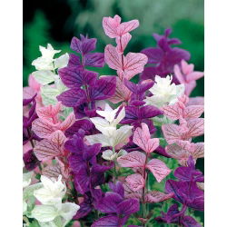 Jaarlijkse kliek, Orval - kleurenmix - 200 zaden - Salvia horminu, S. viridis var. Tricolor