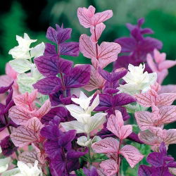 Jaarlijkse kliek, Orval - kleurenmix - 200 zaden - Salvia horminu, S. viridis var. Tricolor
