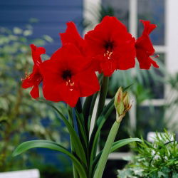 Hippeastrum - Amaryllis - Kırmızı - DEV ampul