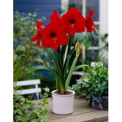 Hippeastrum - Amaryllis - Kırmızı - DEV ampul