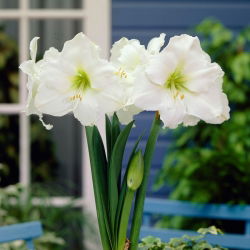 Hipeastrum - White Amaryllis - GIANT ampulü - Hippeastrum