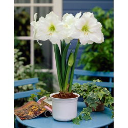 Hipeastrum - White Amaryllis - GIANT ampulü - Hippeastrum