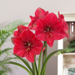 Hippeastrum - Amaryllis - pembe çiçekler - DEV ampul