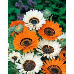 Kap-Gänseblümchen, Monarch der Veldt-Mischsamen - Venidium fastuosum - 130 Samen - 