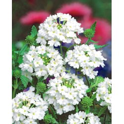 Насіння білої вербени - вербена х гібрида - 120 насіння - Verbena x hybrida