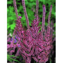 Semi di statice rosa - Limonium Suworowii - 1100 semi - Limonium suworowii, syn. Psylliostachys suworowii