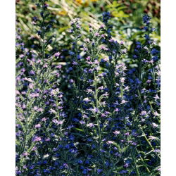 Hạt hỗn hợp lời nguyền của Paterson - Echium plantagineum - 250 hạt