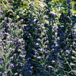 Hạt hỗn hợp lời nguyền của Paterson - Echium plantagineum - 250 hạt