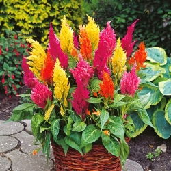 Hạt hỗn hợp hạt mận - Celosia argentea plumosa - 800 hạt