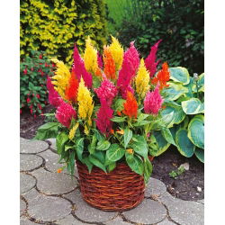 Hạt hỗn hợp hạt mận - Celosia argentea plumosa - 800 hạt