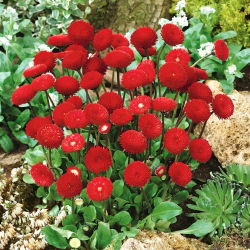 Hạt giống tiếng Anh đỏ - Bellis perennis - 690 hạt