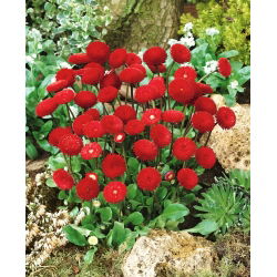 Hạt giống tiếng Anh đỏ - Bellis perennis - 690 hạt
