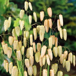 Greater Quaking Grass seeds - Briza maxima - 500 semien - semená