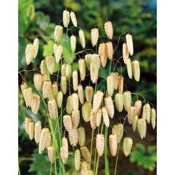 Greater Quaking Grass seeds - Briza maxima - 500 semien - semená