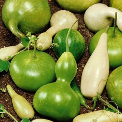 Калабас, пляшка gourd - сорт мікс - 7 насінин - Lagenaria siceraria - насіння