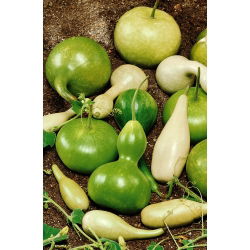 Калабас, пляшка gourd - сорт мікс - 7 насінин - Lagenaria siceraria - насіння