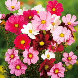 Cosmos sementes misturadas - Cosmos bipinnatus - 150 sementes