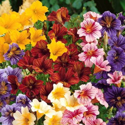 Hạt vỏ sò ống - Salpiglossis sinuata - 2250 hạt - Salpiglossis sinuata, syn. Salpiglossis variabilis