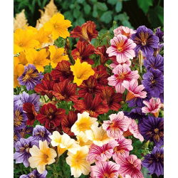 Hạt vỏ sò ống - Salpiglossis sinuata - 2250 hạt - Salpiglossis sinuata, syn. Salpiglossis variabilis