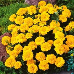 Hạt cúc vạn thọ vàng - Tagetes patula nana fl. pl. - 350 hạt - Tagetes patula L.