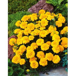 Hạt cúc vạn thọ vàng - Tagetes patula nana fl. pl. - 350 hạt - Tagetes patula L.