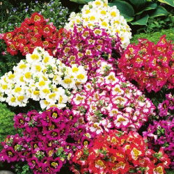 Spaltblume - Mischung - Schizanthus wisetonensis - Zarte Blüten für lebendige Rabatten - Samen