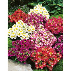 Spaltblume - Mischung - Schizanthus wisetonensis - Zarte Blüten für lebendige Rabatten - Samen