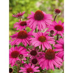 Hạt giống hoa tím - Echinacea purpurea - 230 hạt