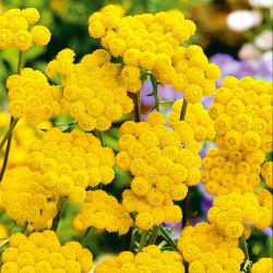Žlté semená Ageratum - Lonas annua - 1800 semien