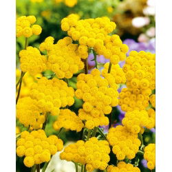 Žlté semená Ageratum - Lonas annua - 1800 semien