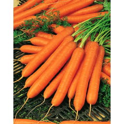 Морков "Амстердам 2" - 100 г - 85000 семена - Daucus carota ssp. sativus 