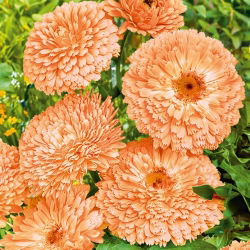 Körömvirág - Apricot Beauty - Calendula officinalis - Arany ragyogás, ideális hosszan tartó dekorációkhoz - Friss vetőmagok