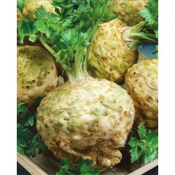 Biji telur Albin - Apium graveolens - 2700 biji - benih