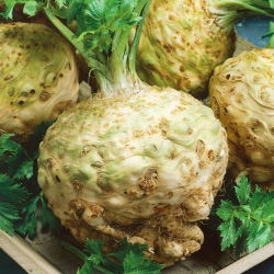 Biji telur Albin - Apium graveolens - 2700 biji - benih