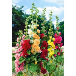 Летний карнавальный микс Hollyhock - Althaea rosea - 50 семян - Althaea rosea Summer Carnival - семена