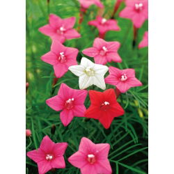 Насіння Cypress Vine Змішані кольори - Іпомея quamoclit - 38 насіння - Ipomoea quamoclit