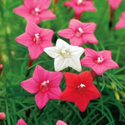 Насіння Cypress Vine Змішані кольори - Іпомея quamoclit - 38 насіння - Ipomoea quamoclit
