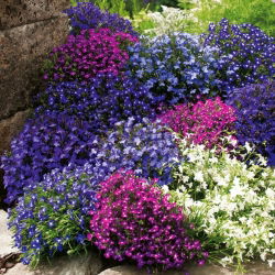 Hạt giống màu sắc hỗn hợp lobelia - erelia - 6400 hạt - Lobelia erinus