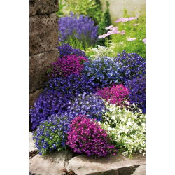 Hạt giống màu sắc hỗn hợp lobelia - erelia - 6400 hạt - Lobelia erinus