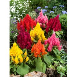 Tổ ong có lông, tổ bạc - đa dạng - 600 hạt - Celosia argentea plumosa