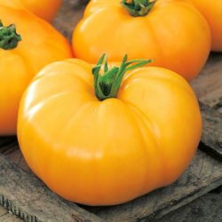 Tomato - Jantar - Medium-sized Fruits, Reliabe Sweet Harvest - Fresh Seeds