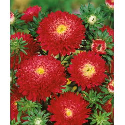 Rode "Princess" chinese aster - 500 zaden - Callistephus chinensis