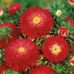 Rode "Princess" chinese aster - 500 zaden - Callistephus chinensis