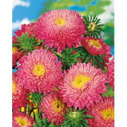 Roze chinese "Princess" -sterretje - 500 zaden - Callistephus chinensis